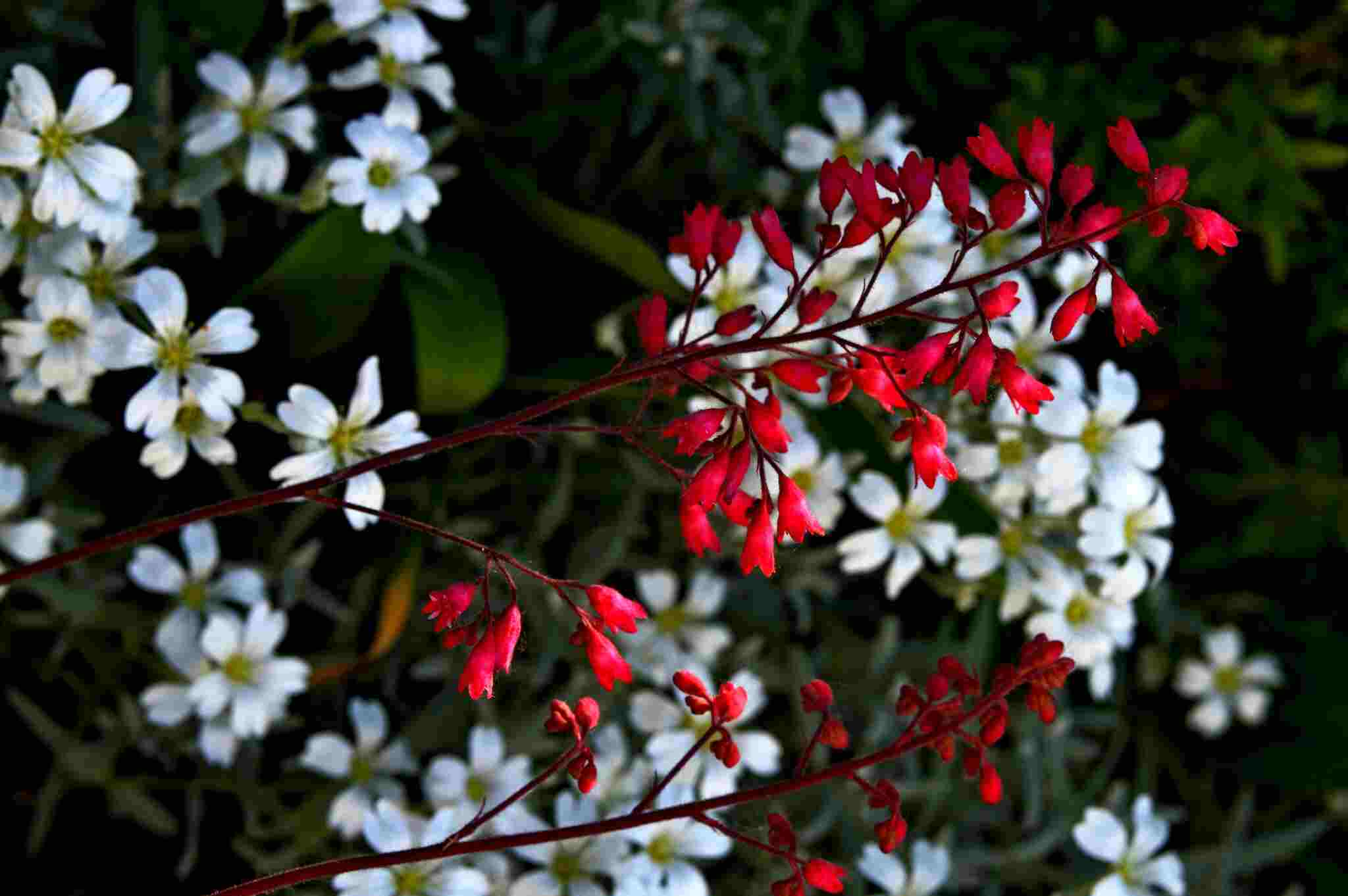 Heuchera Sanguinea Flower